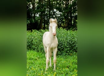 PNR, Caballo castrado, 5 años, 154 cm, Cremello