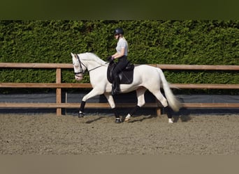 PNR, Caballo castrado, 5 años, 154 cm, Cremello