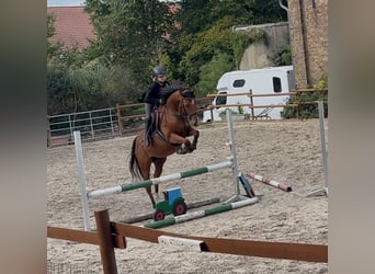 PNR, Caballo castrado, 5 años, 156 cm, Castaño