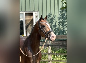 PNR, Caballo castrado, 5 años, 160 cm, Castaño