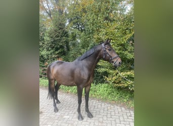 PNR, Caballo castrado, 5 años, 164 cm, Morcillo