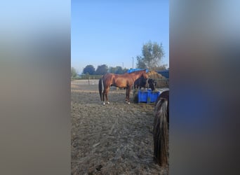 PNR, Caballo castrado, 5 años, Alazán