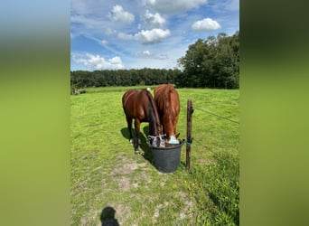 PNR, Caballo castrado, 5 años, Alazán