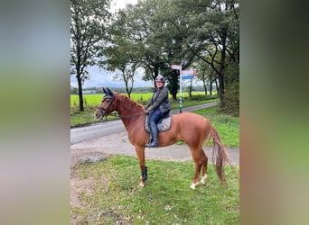 PNR, Caballo castrado, 5 años, Alazán