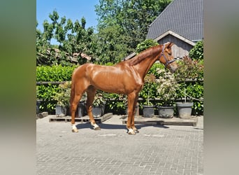 PNR, Caballo castrado, 5 años, Alazán