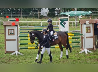 PNR, Caballo castrado, 6 años, 144 cm, Castaño