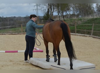 PNR, Caballo castrado, 6 años, 146 cm, Castaño