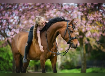 PNR, Caballo castrado, 6 años, 146 cm, Castaño