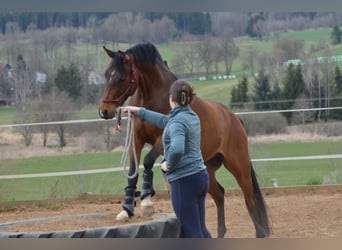 PNR, Caballo castrado, 6 años, 146 cm, Castaño