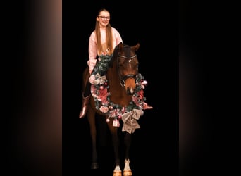 PNR, Caballo castrado, 6 años, 146 cm, Castaño