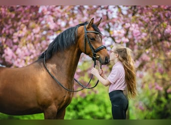 PNR, Caballo castrado, 6 años, 146 cm, Castaño
