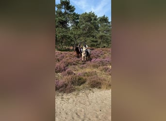 PNR, Caballo castrado, 6 años, 146 cm, Castaño