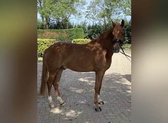 PNR, Caballo castrado, 6 años, 147 cm, Alazán