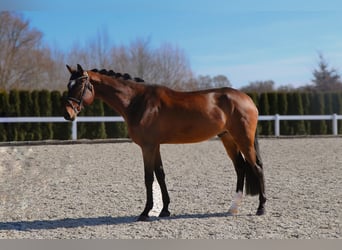 PNR, Caballo castrado, 6 años, 180 cm, Castaño oscuro