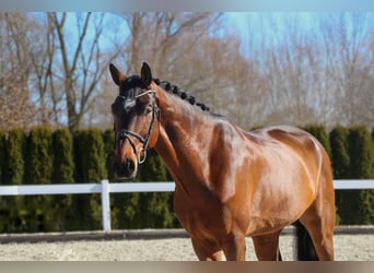 PNR, Caballo castrado, 6 años, 180 cm, Castaño oscuro