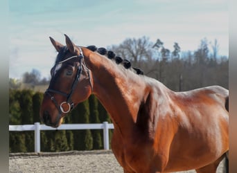 PNR, Caballo castrado, 6 años, 180 cm, Castaño oscuro