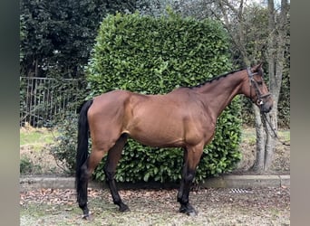 PNR, Caballo castrado, 7 años, 166 cm, Castaño