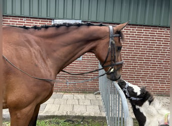 PNR, Caballo castrado, 7 años, 166 cm, Castaño