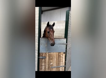 PNR, Caballo castrado, 7 años, 166 cm, Castaño