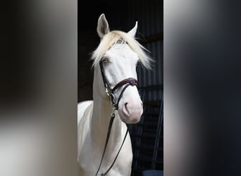 PNR, Caballo castrado, 7 años, 168 cm, Cremello