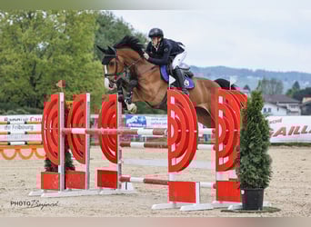 PNR, Caballo castrado, 7 años, Castaño