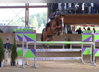 PNR, Caballo castrado, 7 años, Castaño