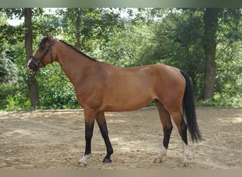 PNR, Caballo castrado, 7 años, Castaño