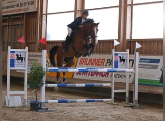 PNR, Caballo castrado, 7 años, Castaño