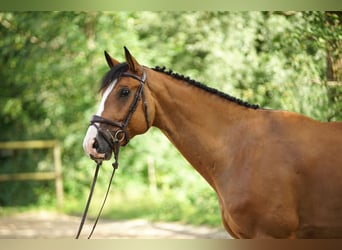 PNR, Caballo castrado, 7 años, Castaño