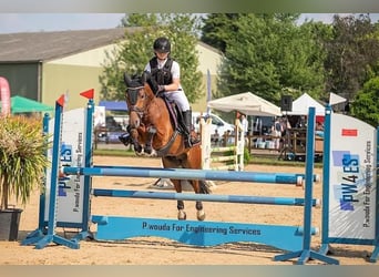 PNR Mestizo, Caballo castrado, 8 años, 146 cm, Castaño