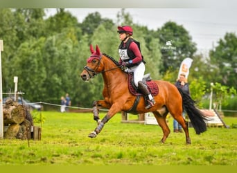 PNR Mestizo, Caballo castrado, 8 años, 146 cm, Castaño