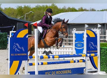 PNR Mestizo, Caballo castrado, 8 años, 146 cm, Castaño