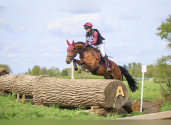 PNR Mestizo, Caballo castrado, 8 años, 146 cm, Castaño
