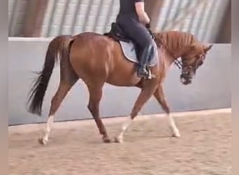 PNR Mestizo, Caballo castrado, 8 años, 156 cm, Alazán