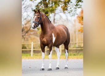 PNR, Caballo castrado, 8 años, 156 cm, Pío