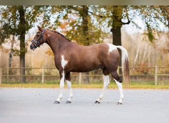 PNR, Caballo castrado, 8 años, 156 cm, Pío