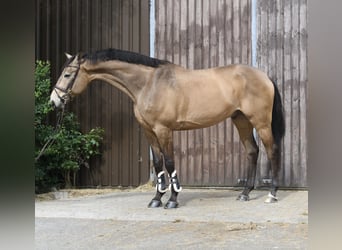 PNR, Caballo castrado, 8 años, 177 cm, Buckskin/Bayo