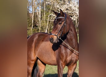 PNR, Caballo castrado, 9 años, 148 cm, Castaño