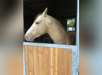 PNR, Caballo castrado, 9 años, 152 cm, Champán