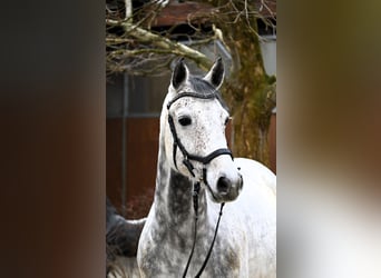 PNR, Caballo castrado, 9 años, 162 cm, Tordo
