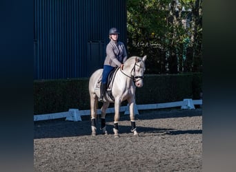 PNR, Semental, 1 año, 168 cm, Buckskin/Bayo