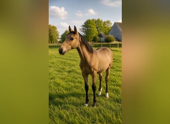 PNR Mestizo, Semental, 1 año, Buckskin/Bayo