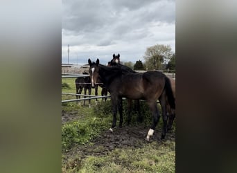 PNR, Semental, 1 año, Castaño oscuro