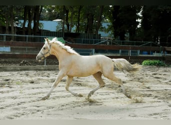 PNR, Semental, 2 años, 143 cm, Palomino