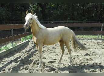 PNR, Semental, 2 años, 143 cm, Palomino