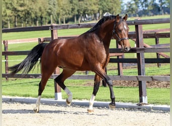 PNR, Semental, 2 años, 149 cm, Castaño oscuro