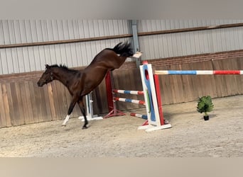 PNR, Semental, 2 años, 149 cm, Castaño oscuro