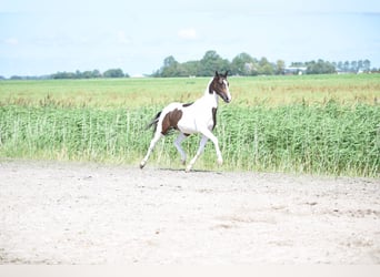 PNR, Semental, 2 años, 162 cm, Pío