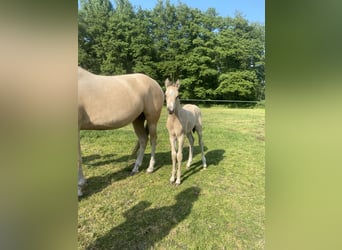 PNR, Semental, 3 años, 136 cm, Buckskin/Bayo