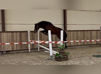 PNR, Semental, 3 años, 144 cm, Castaño oscuro